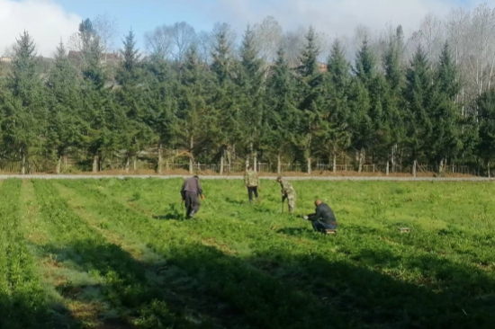 1728523089961856.jpg 綠化苗木經(jīng)營(yíng)管理處開(kāi)展秋季圃地除草工作 (2).jpg