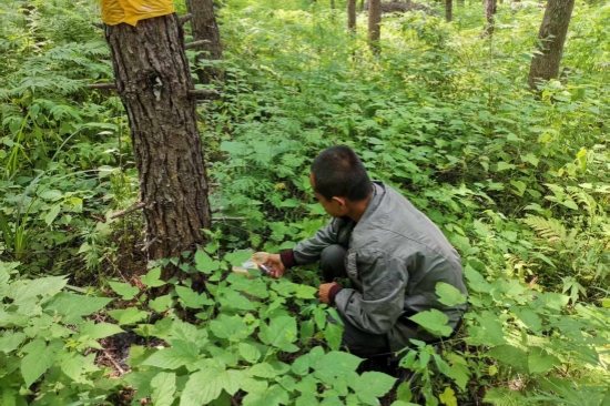 1752563188187237.jpg 大川林場(chǎng)開展森林病蟲害防治工作(1).jpg