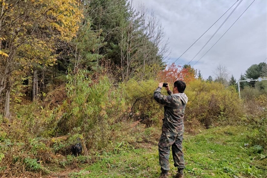 1761808171616608.jpg 泉林公司扎實(shí)開展松材線蟲病秋季普查工作(1).jpg